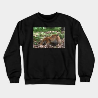 Bison Calf Crewneck Sweatshirt